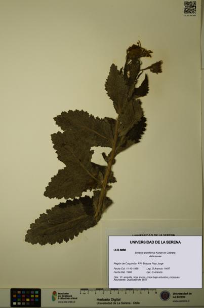 Senecio planiflorus [Espécimen: ULS:ULS:0006860]