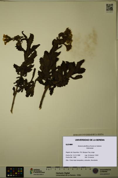 Senecio planiflorus [Espécimen: ULS:ULS:0006861]