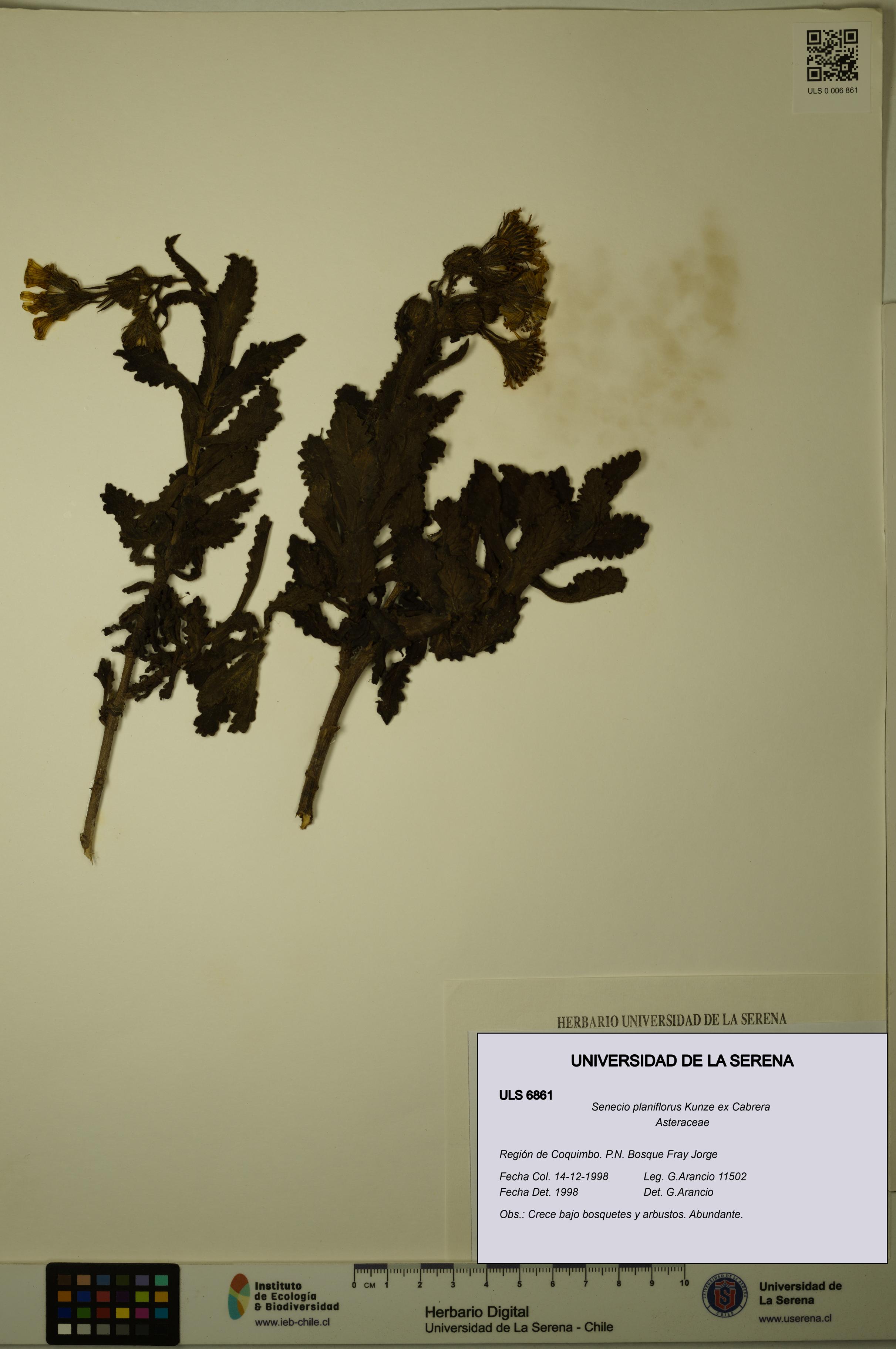 Senecio planiflorus [Espécimen: ULS:ULS:0006861]