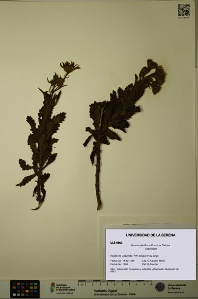 Senecio planiflorus [Espécimen: ULS:ULS:0006862]