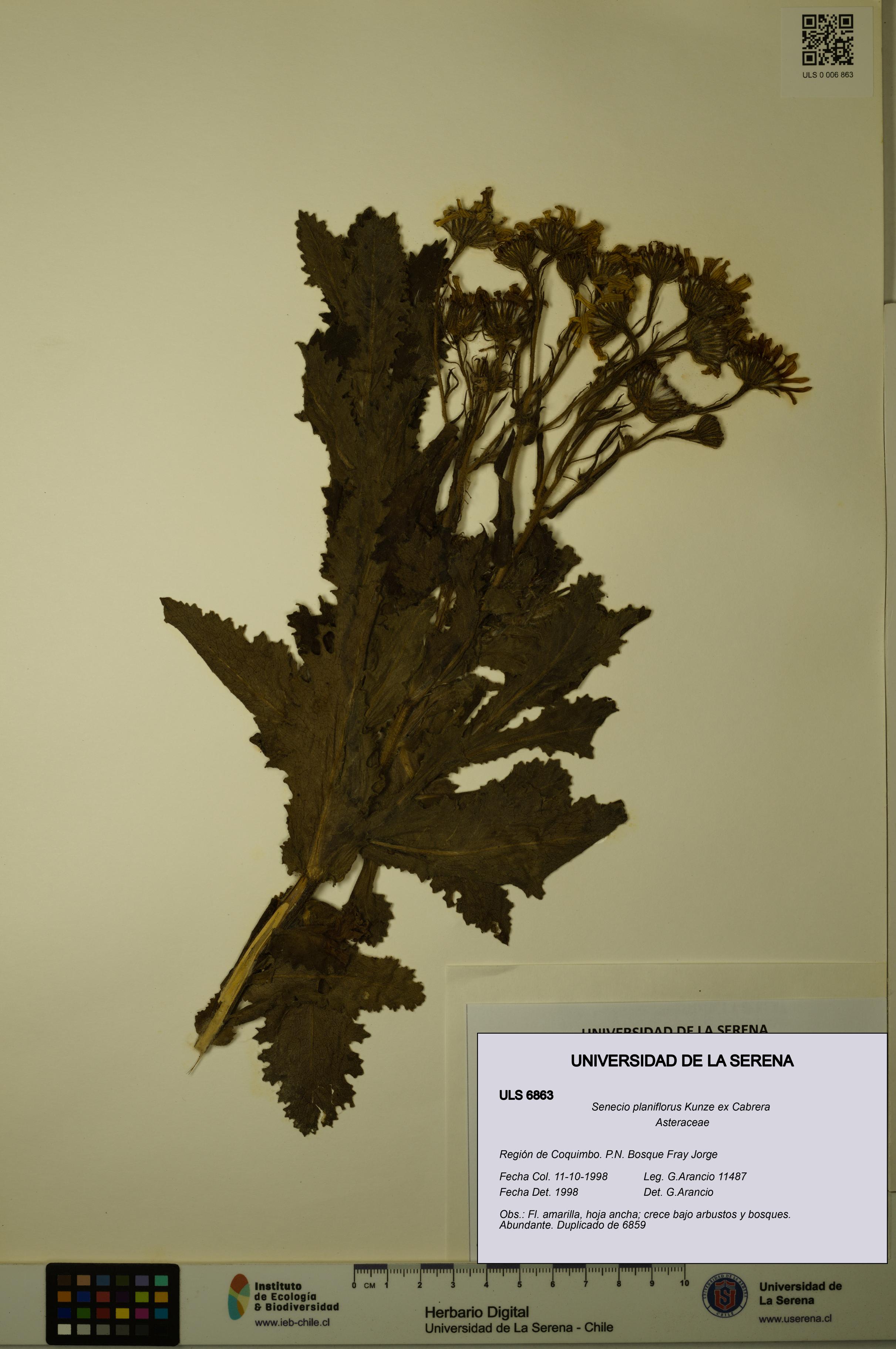 Senecio planiflorus [Espécimen: ULS:ULS:0006863]