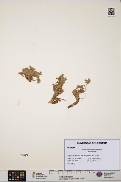 Junellia uniflora [Espécimen: ULS:ULS:0007067]