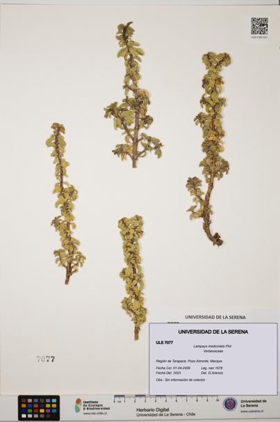 Lampayo medicinalis [Espécimen: ULS:ULS:0007077]