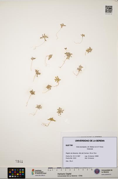 Viola escarapela [Espécimen: ULS:ULS:0007161]