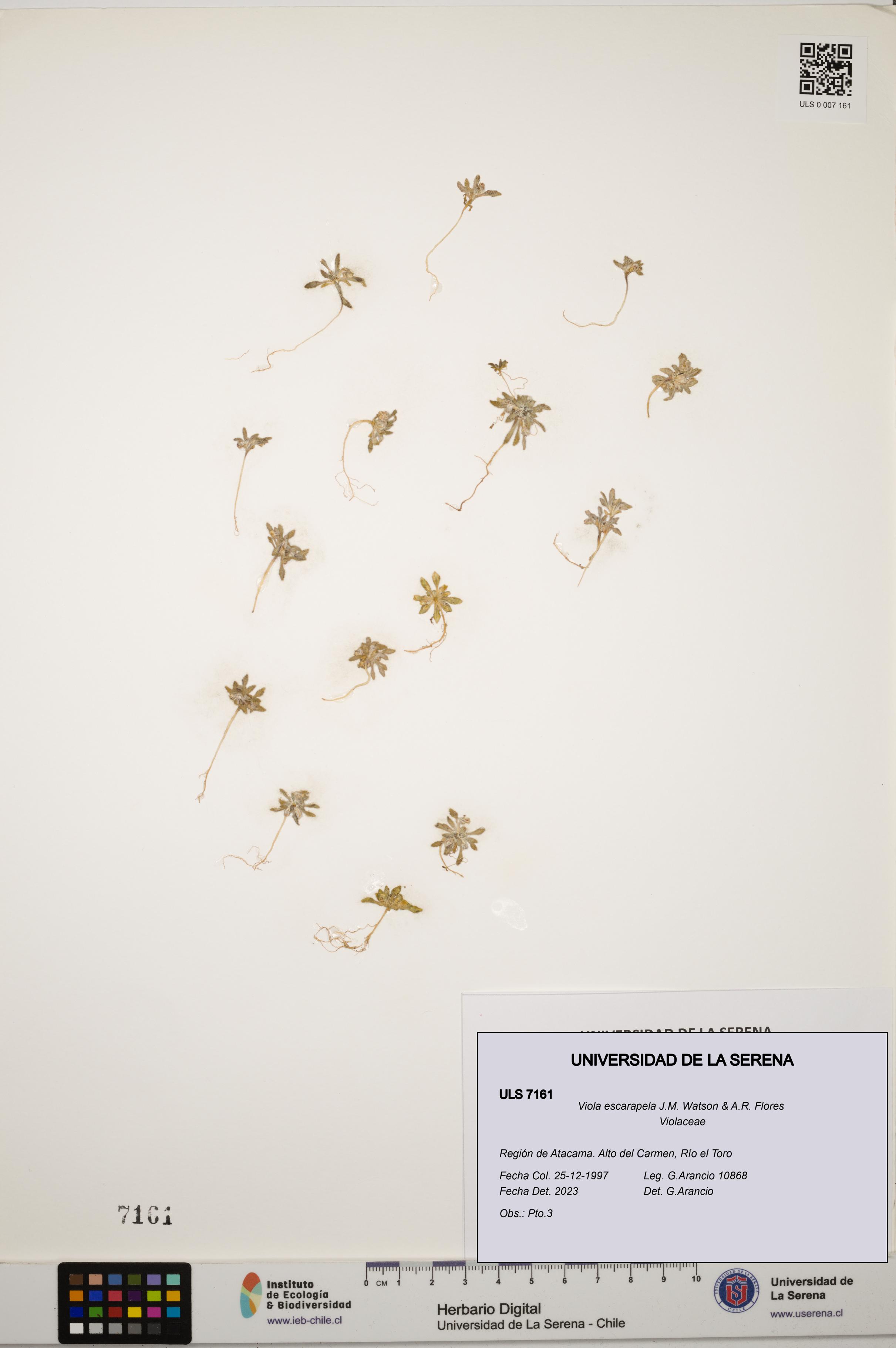 Viola escarapela [Espécimen: ULS:ULS:0007161]