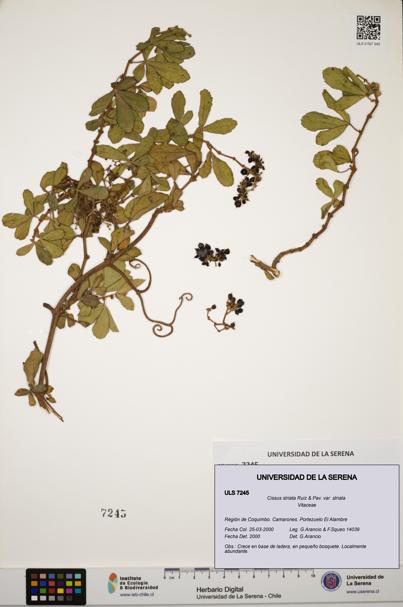 Cissus striata var. striata [Espécimen: ULS:ULS:0007245]