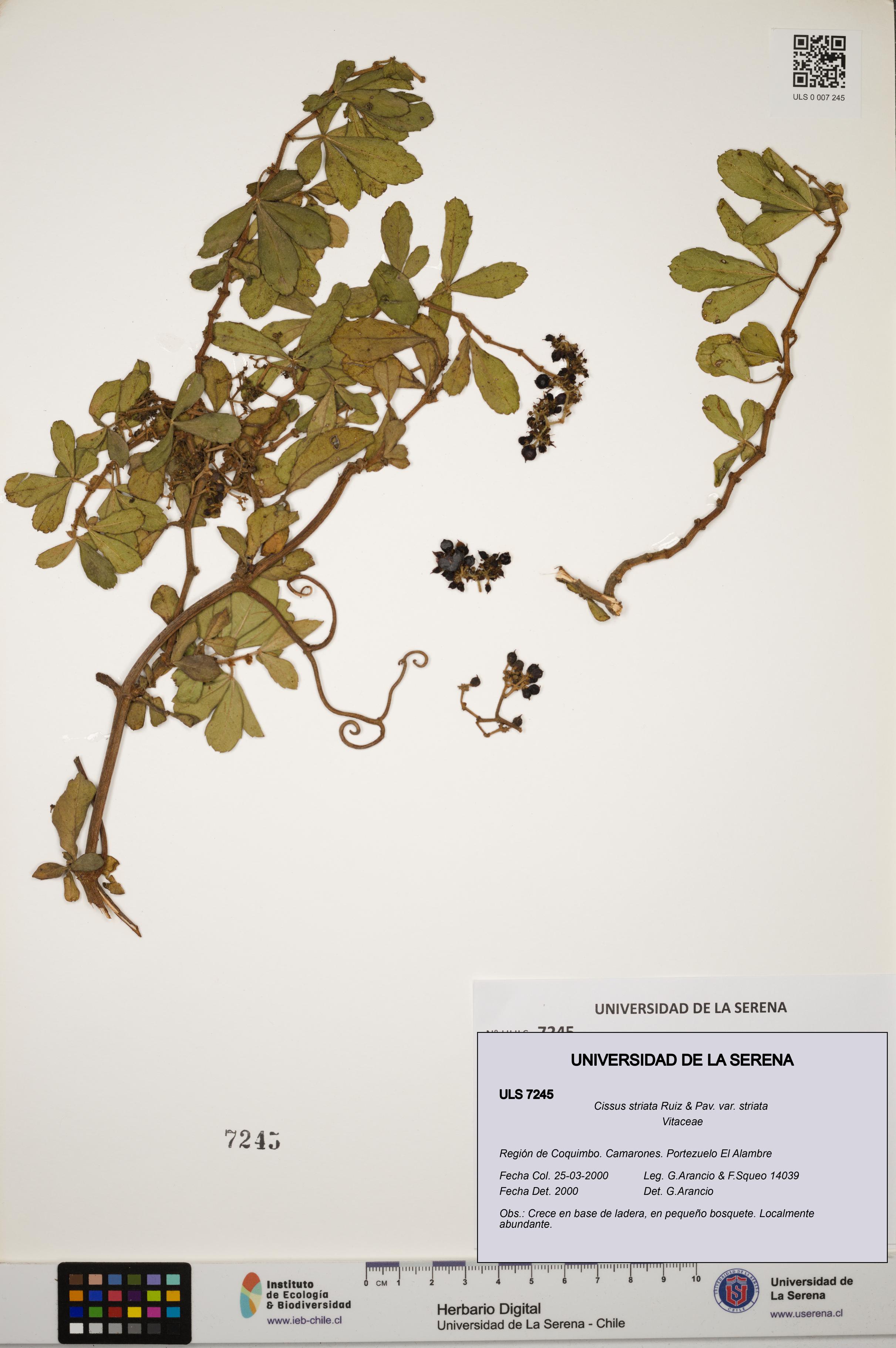 Cissus striata var. striata [Espécimen: ULS:ULS:0007245]