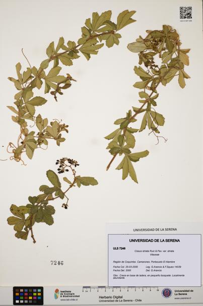 Cissus striata var. striata [Espécimen: ULS:ULS:0007246]