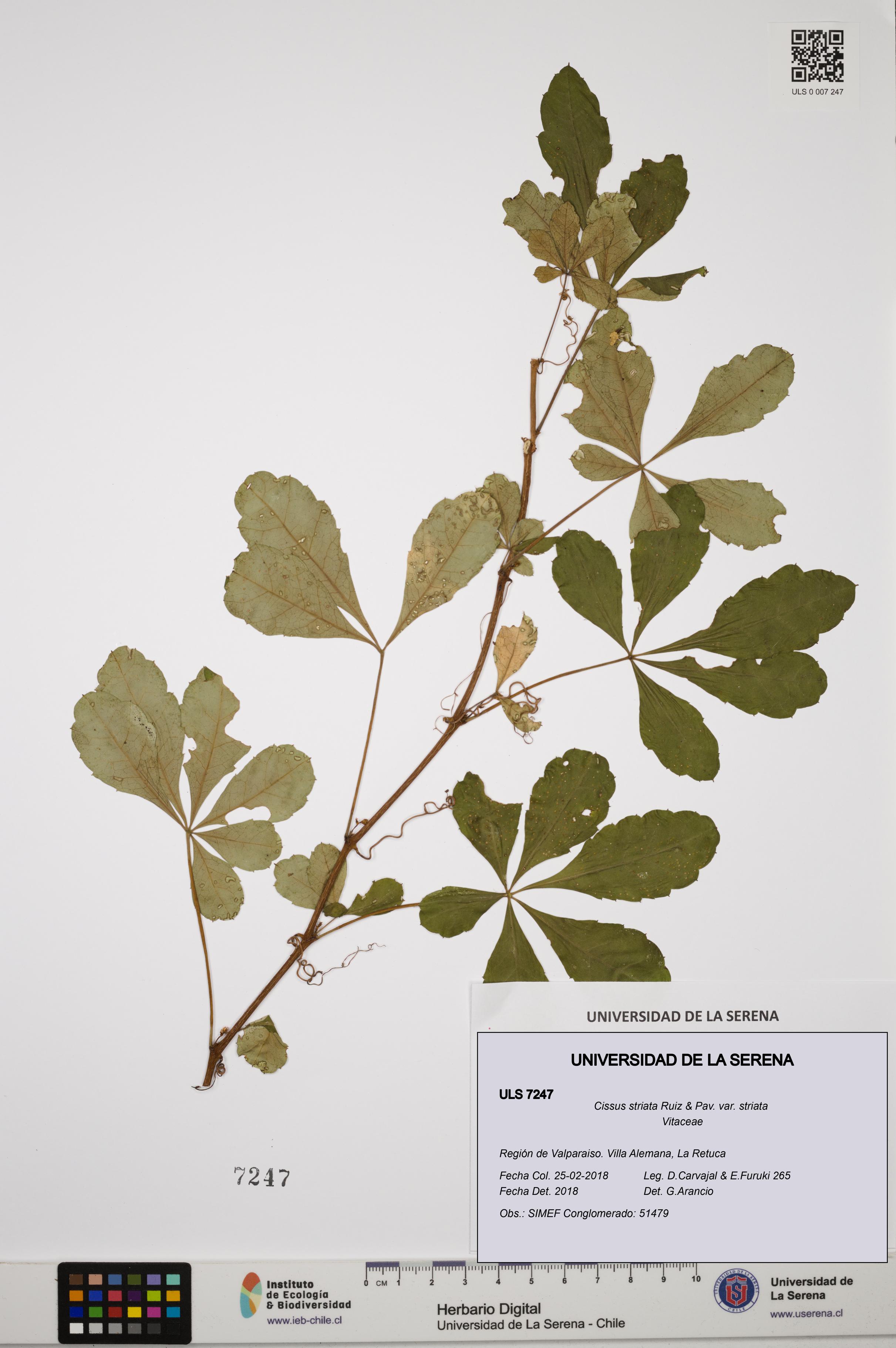 Cissus striata var. striata [Espécimen: ULS:ULS:0007247]