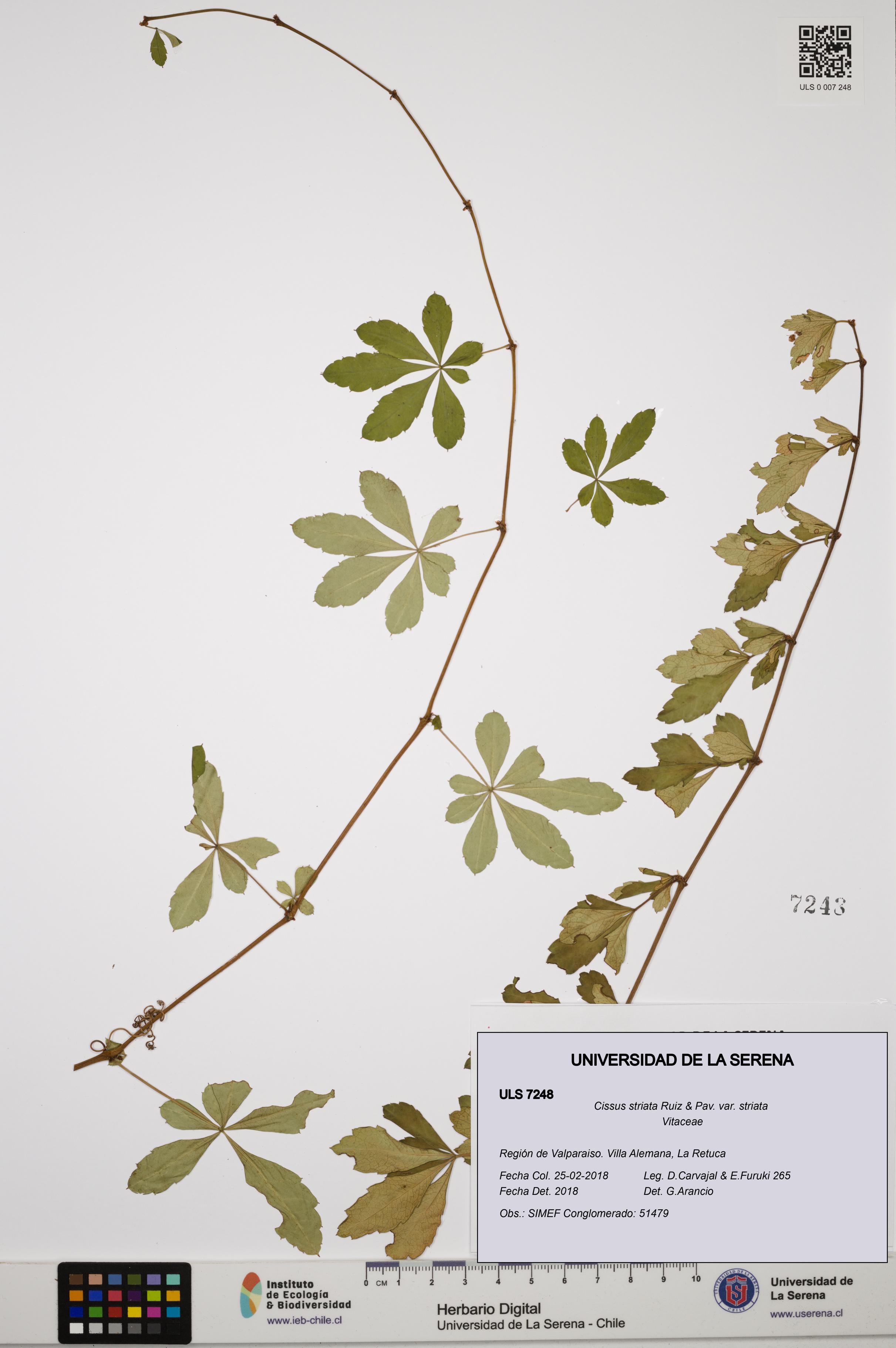 Cissus striata var. striata [Espécimen: ULS:ULS:0007248]