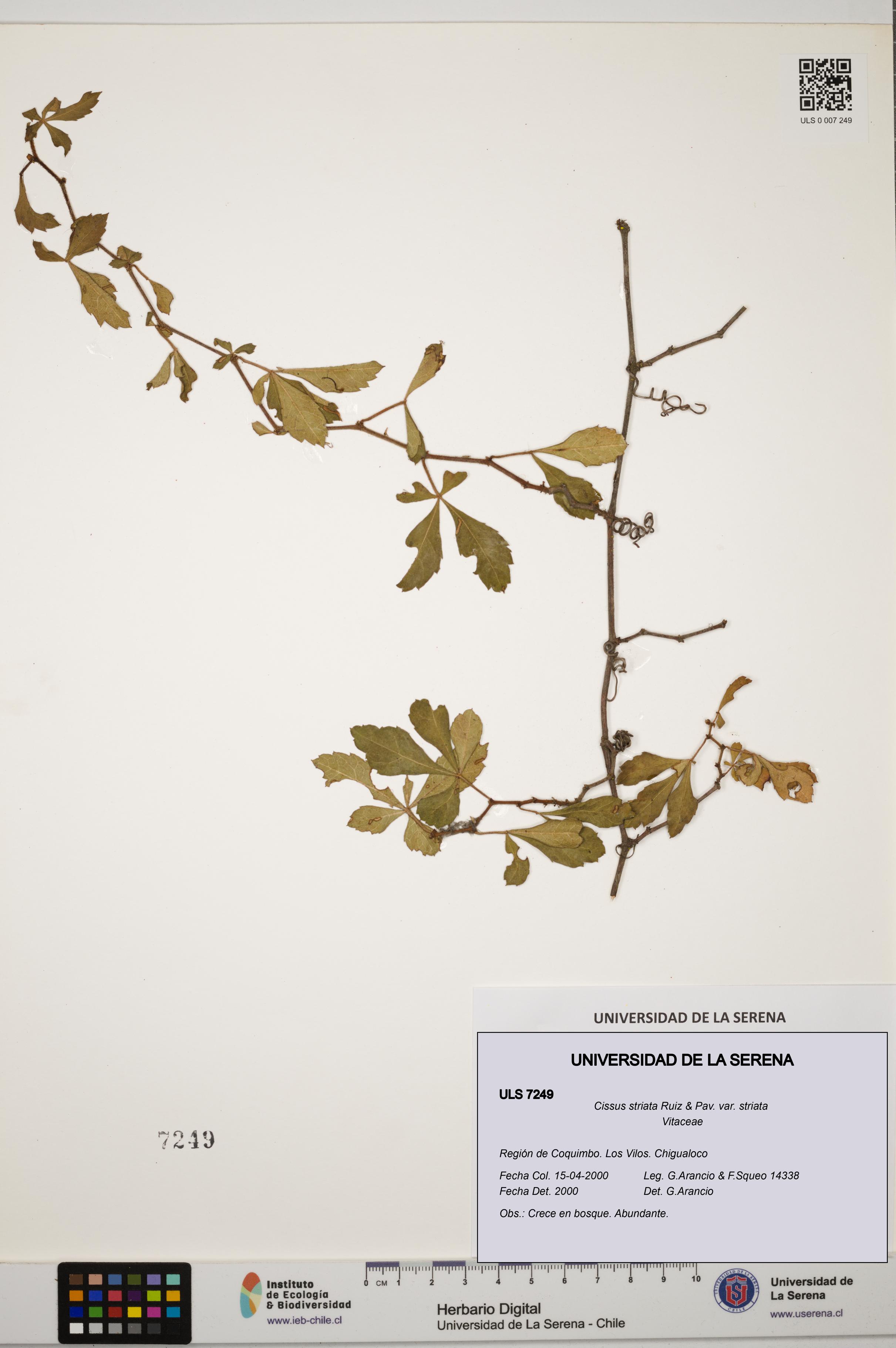 Cissus striata var. striata [Espécimen: ULS:ULS:0007249]