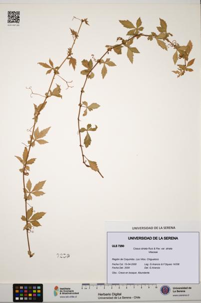 Cissus striata var. striata [Espécimen: ULS:ULS:0007250]