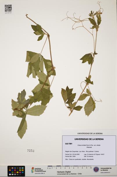 Cissus striata var. striata [Espécimen: ULS:ULS:0007251]