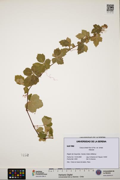 Cissus striata var. striata [Espécimen: ULS:ULS:0007252]