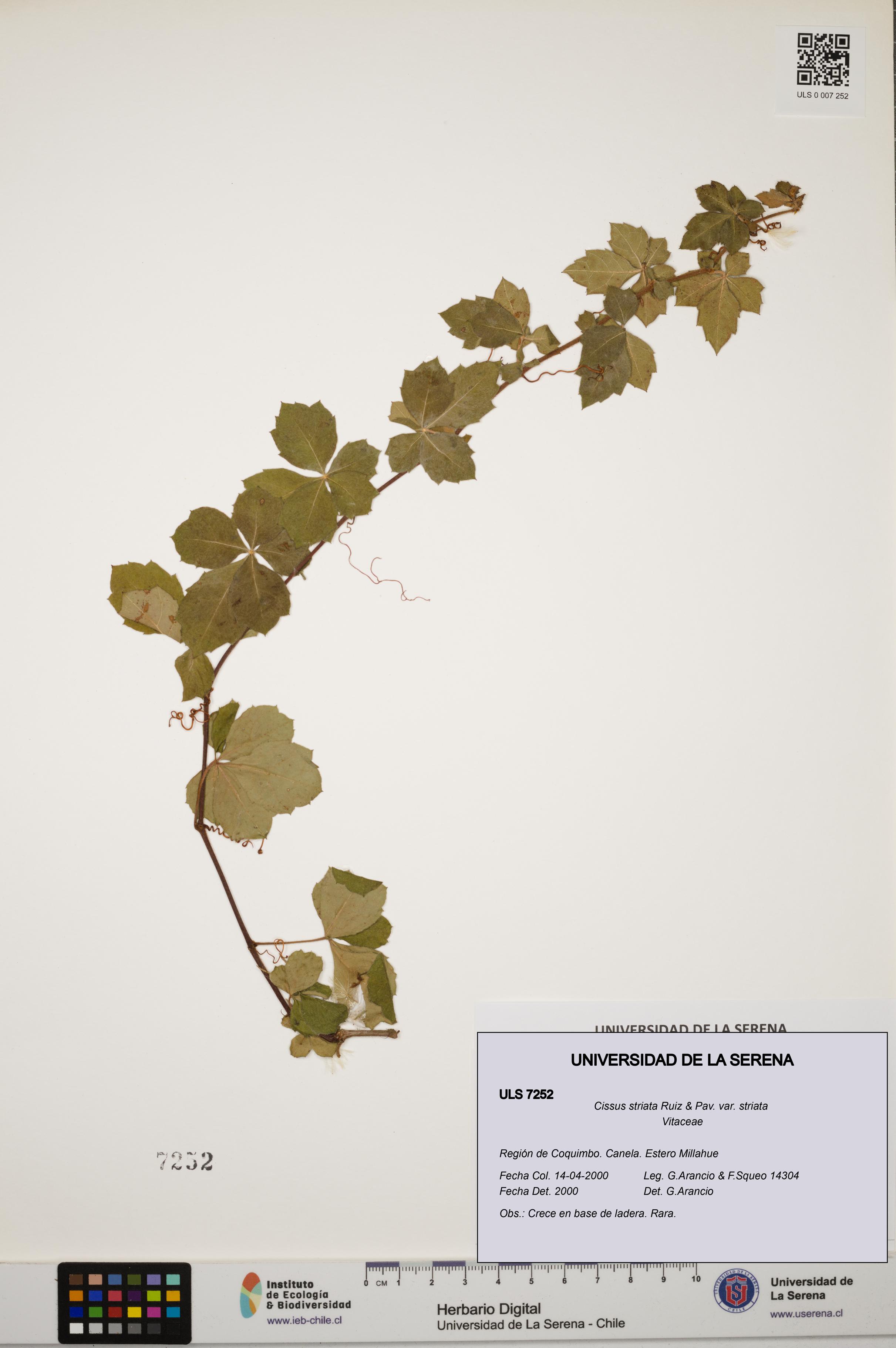 Cissus striata var. striata [Espécimen: ULS:ULS:0007252]
