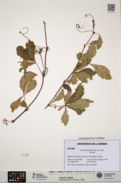 Cissus striata var. striata [Espécimen: ULS:ULS:0007253]