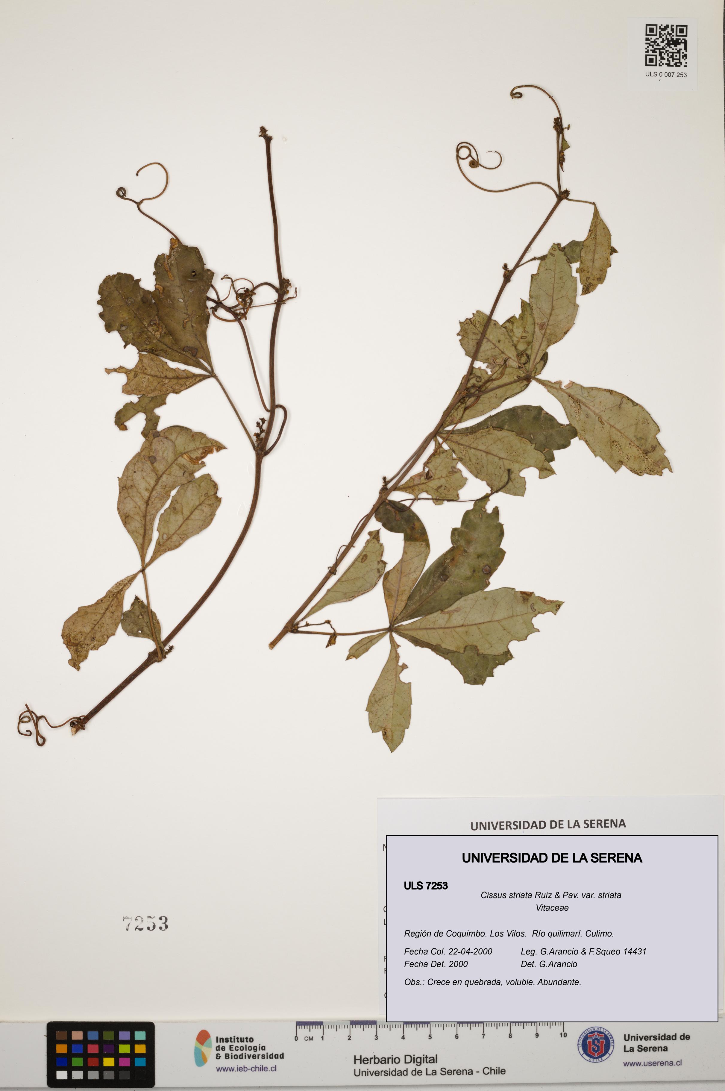 Cissus striata var. striata [Espécimen: ULS:ULS:0007253]