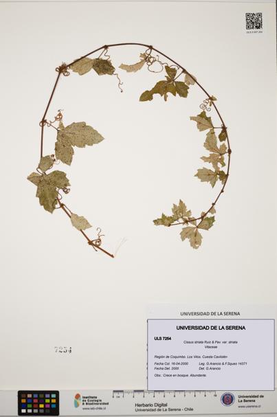 Cissus striata var. striata [Espécimen: ULS:ULS:0007254]