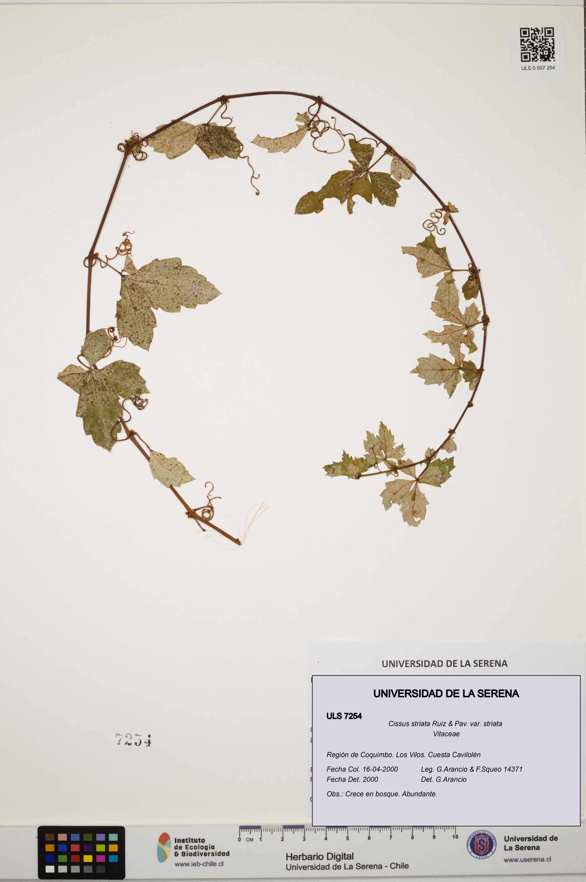 Cissus striata var. striata [Espécimen: ULS:ULS:0007254]