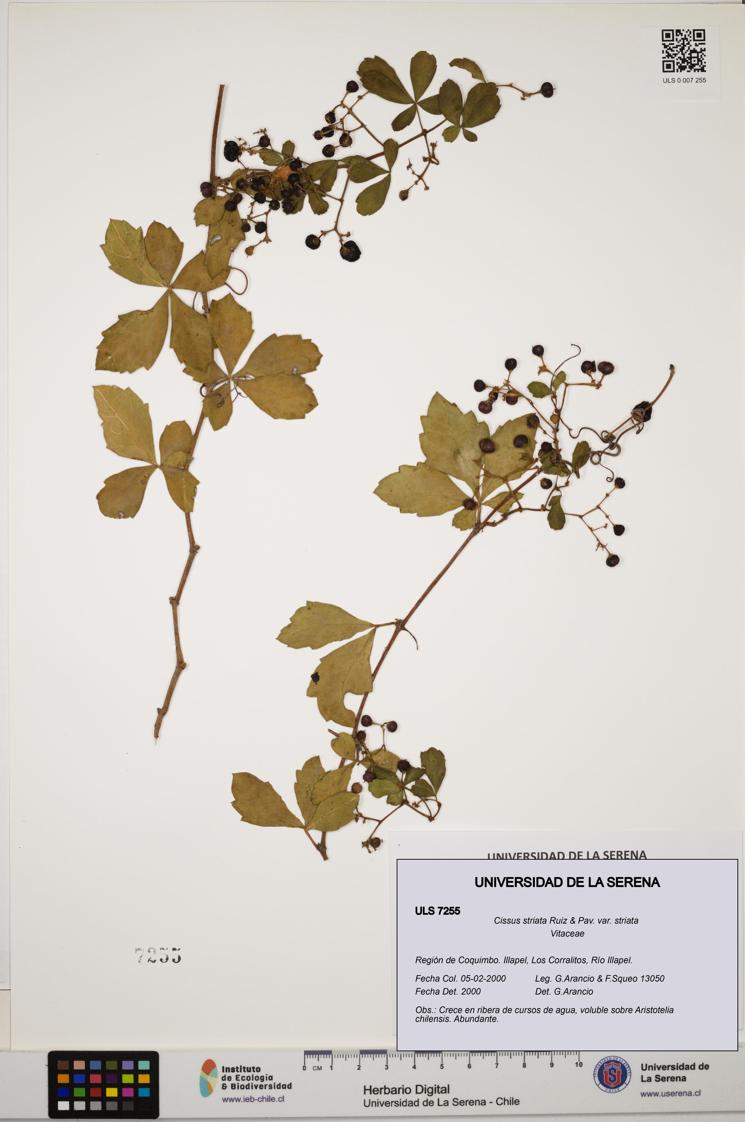 Cissus striata var. striata [Espécimen: ULS:ULS:0007255]