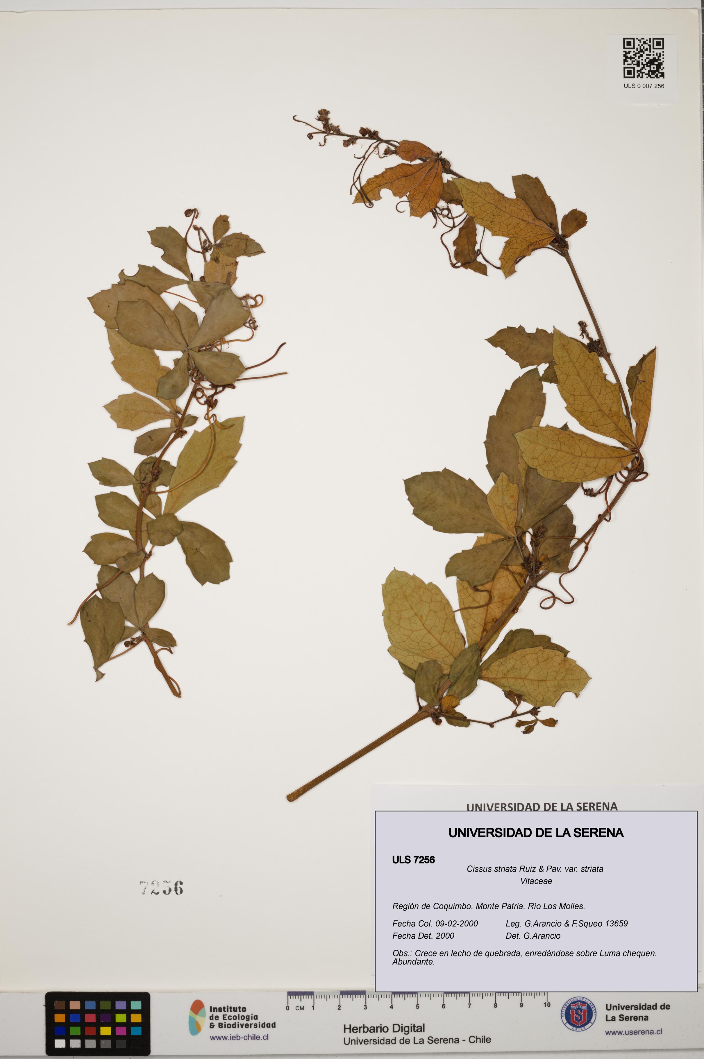 Cissus striata var. striata [Espécimen: ULS:ULS:0007256]