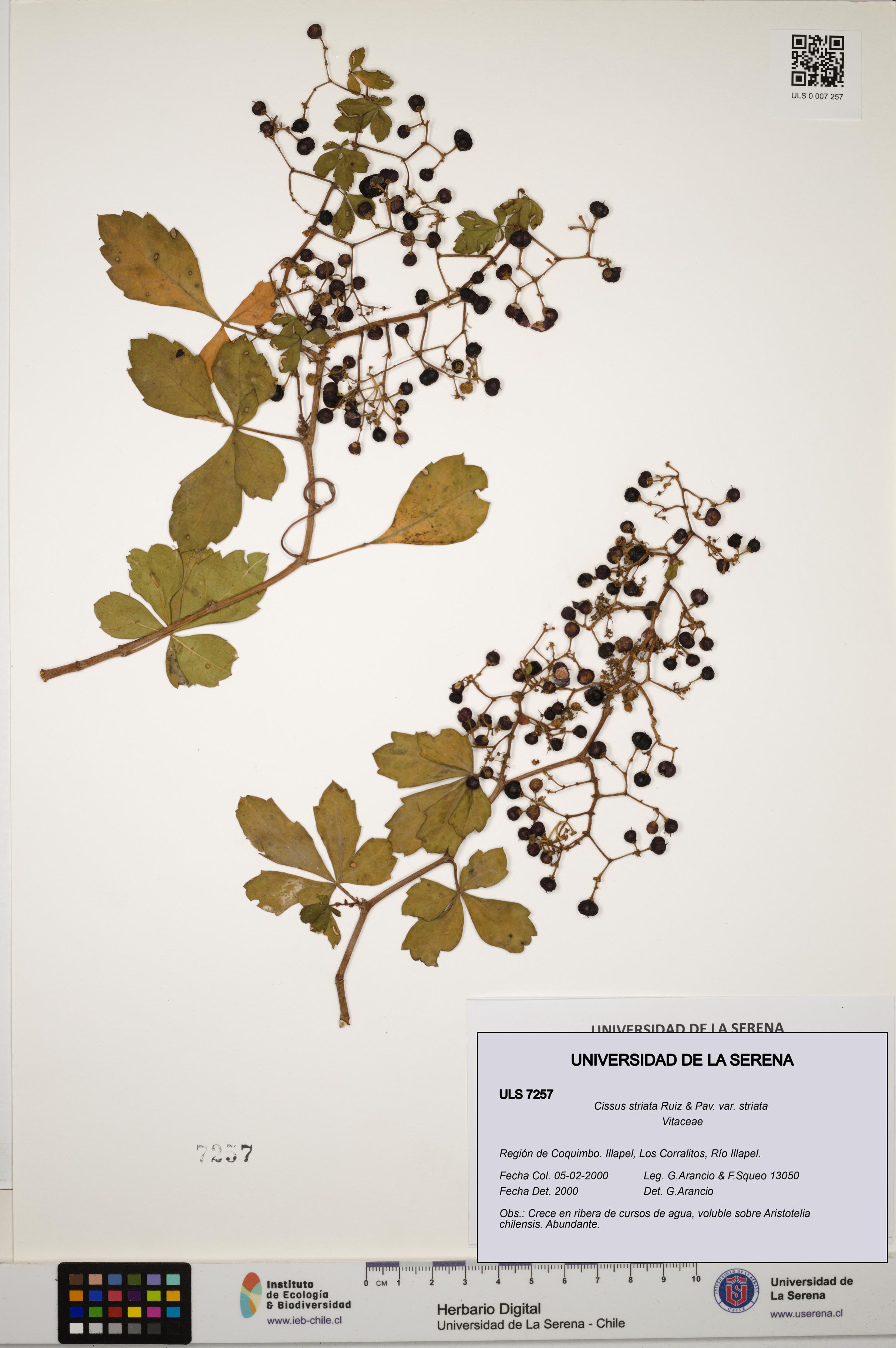 Cissus striata var. striata [Espécimen: ULS:ULS:0007257]