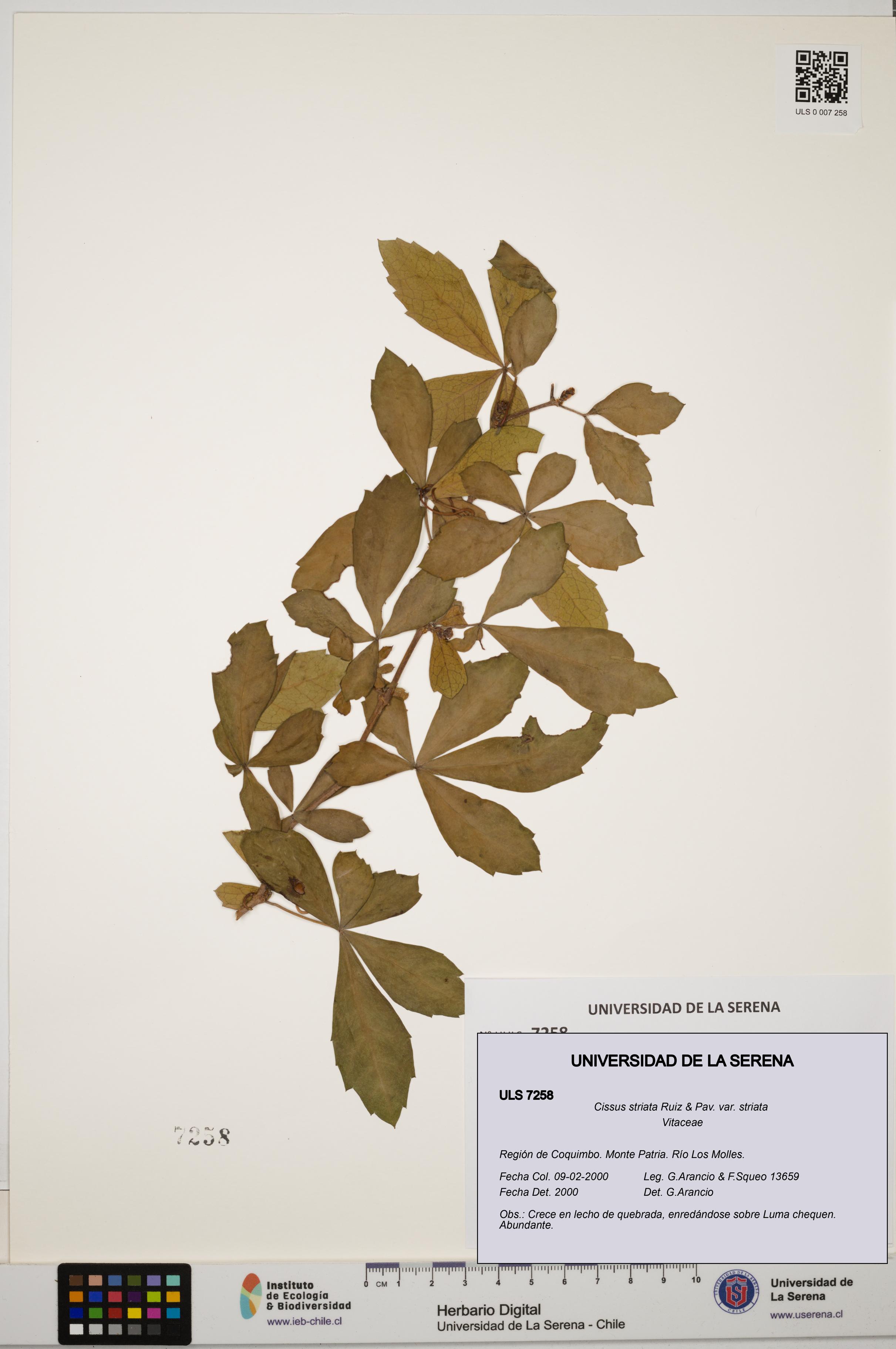 Cissus striata var. striata [Espécimen: ULS:ULS:0007258]