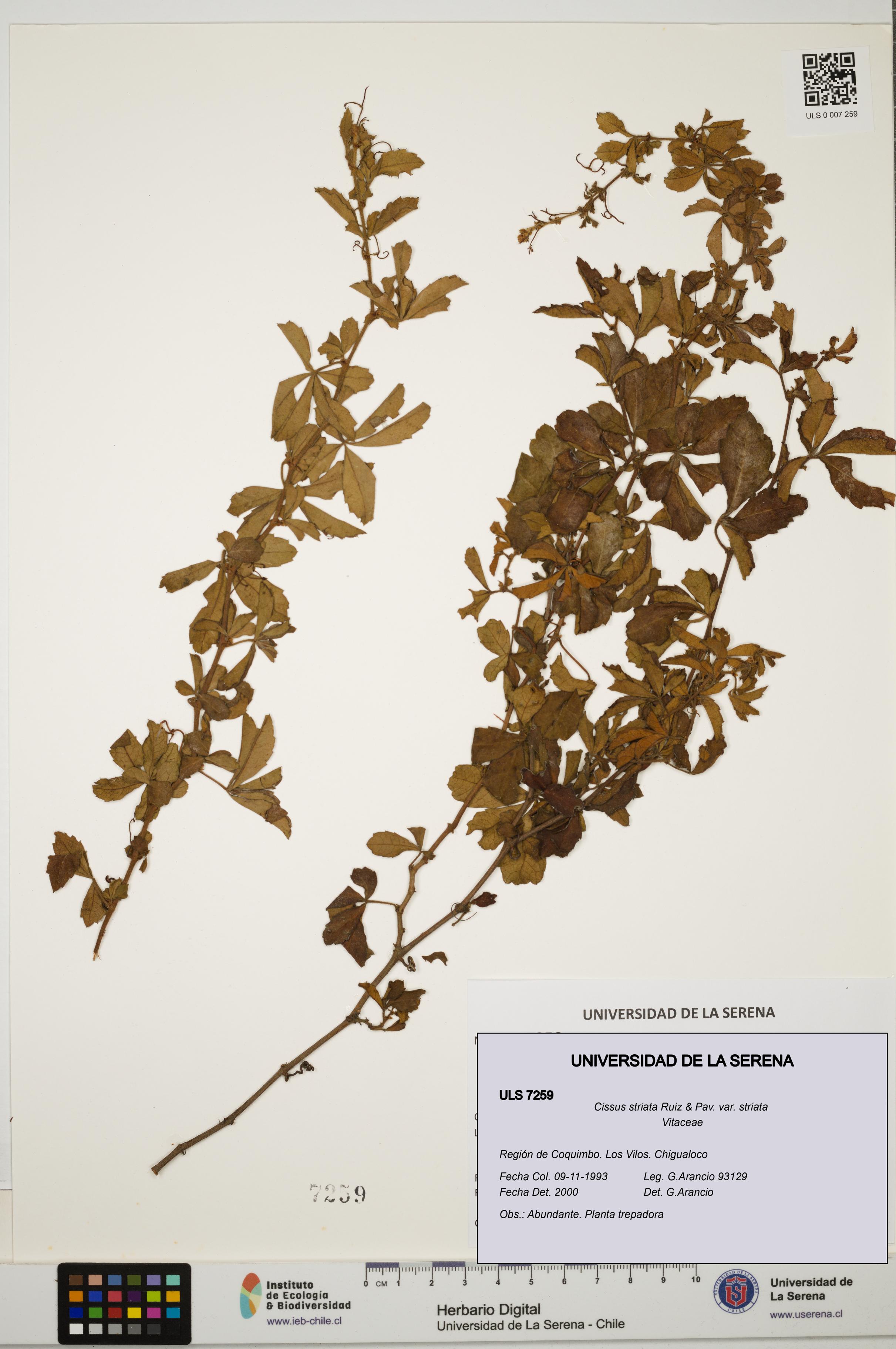 Cissus striata var. striata [Espécimen: ULS:ULS:0007259]