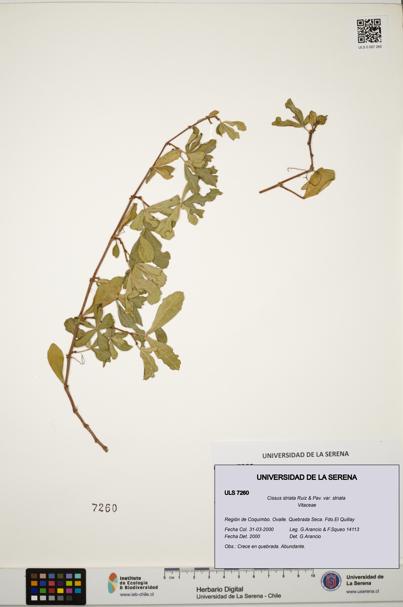 Cissus striata var. striata [Espécimen: ULS:ULS:0007260]