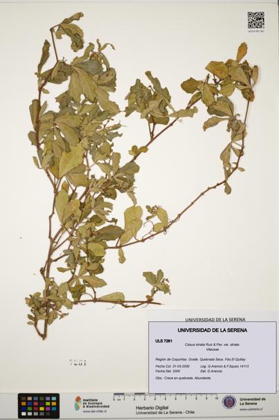 Cissus striata var. striata [Espécimen: ULS:ULS:0007261]