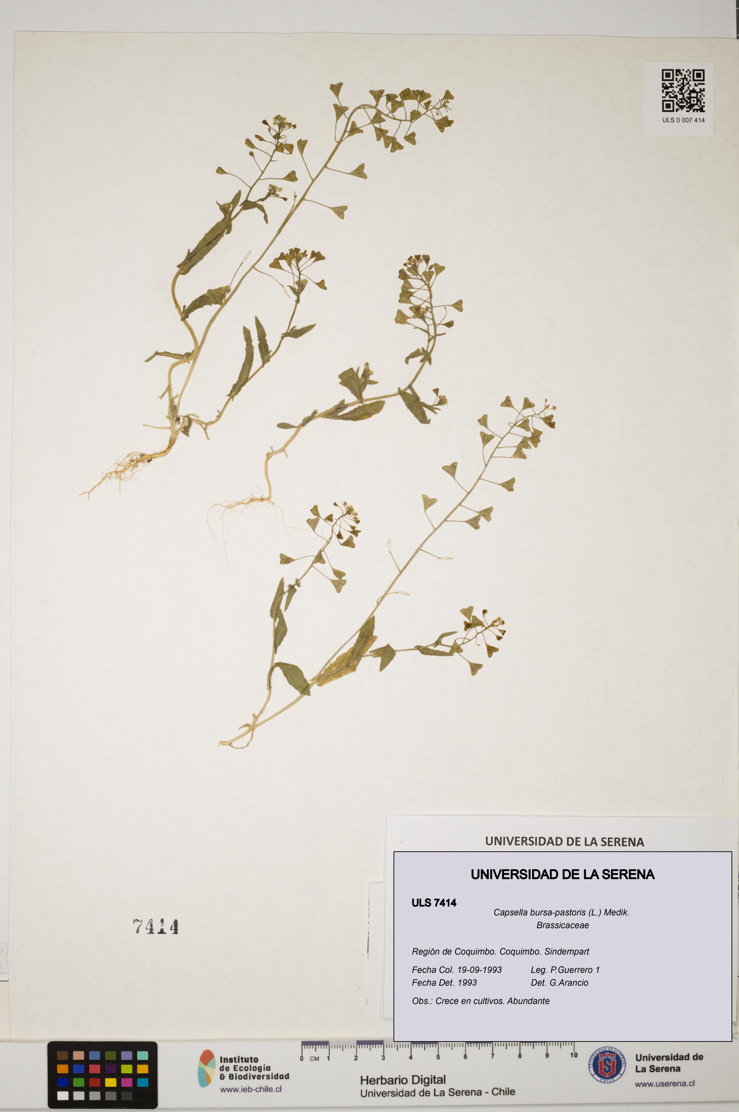 Capsella bursa-pastoris [Espécimen: ULS:ULS:0007414]