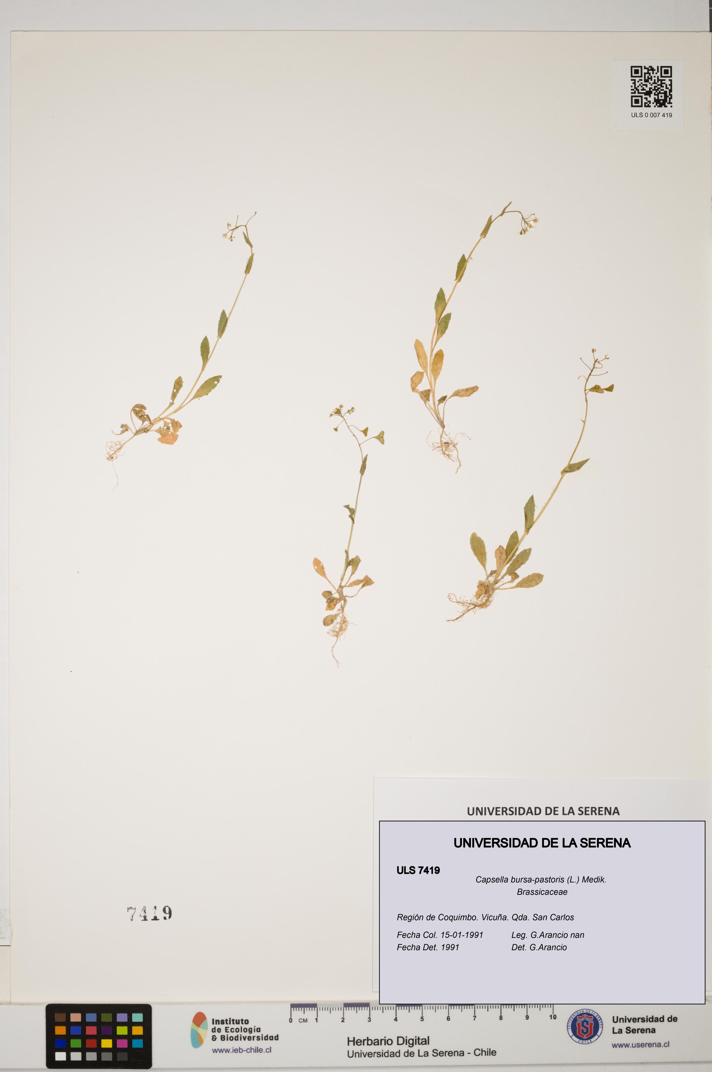 Capsella bursa-pastoris [Espécimen: ULS:ULS:0007419]