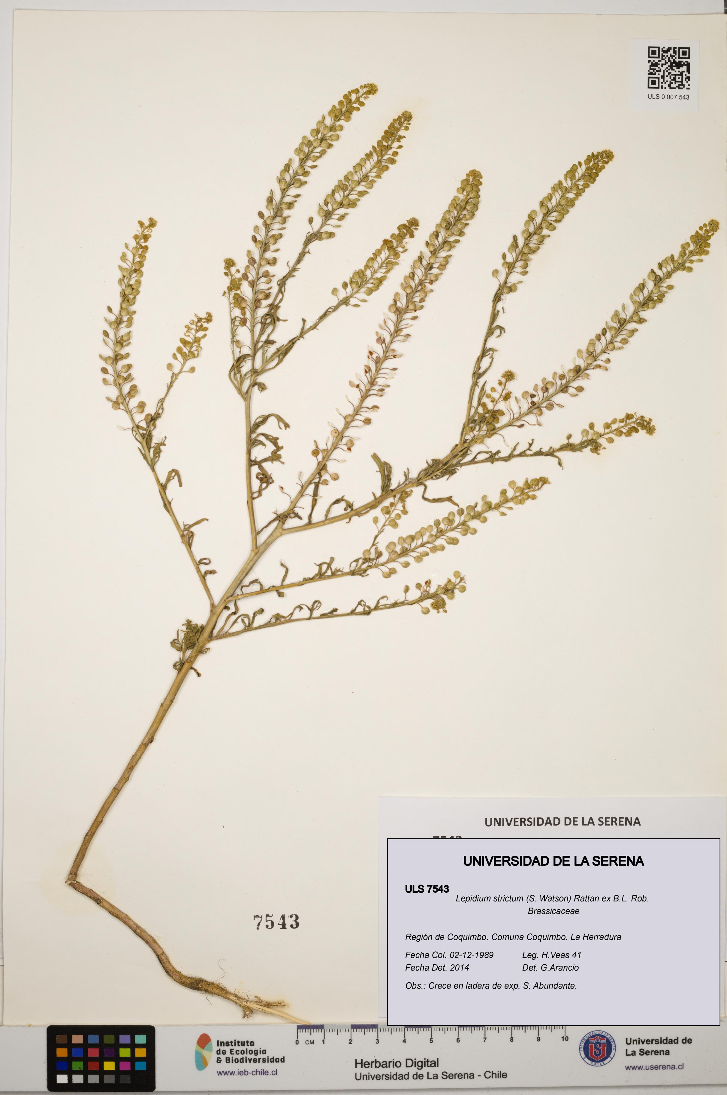 Lepidium strictum [Espécimen: ULS:ULS:0007543]