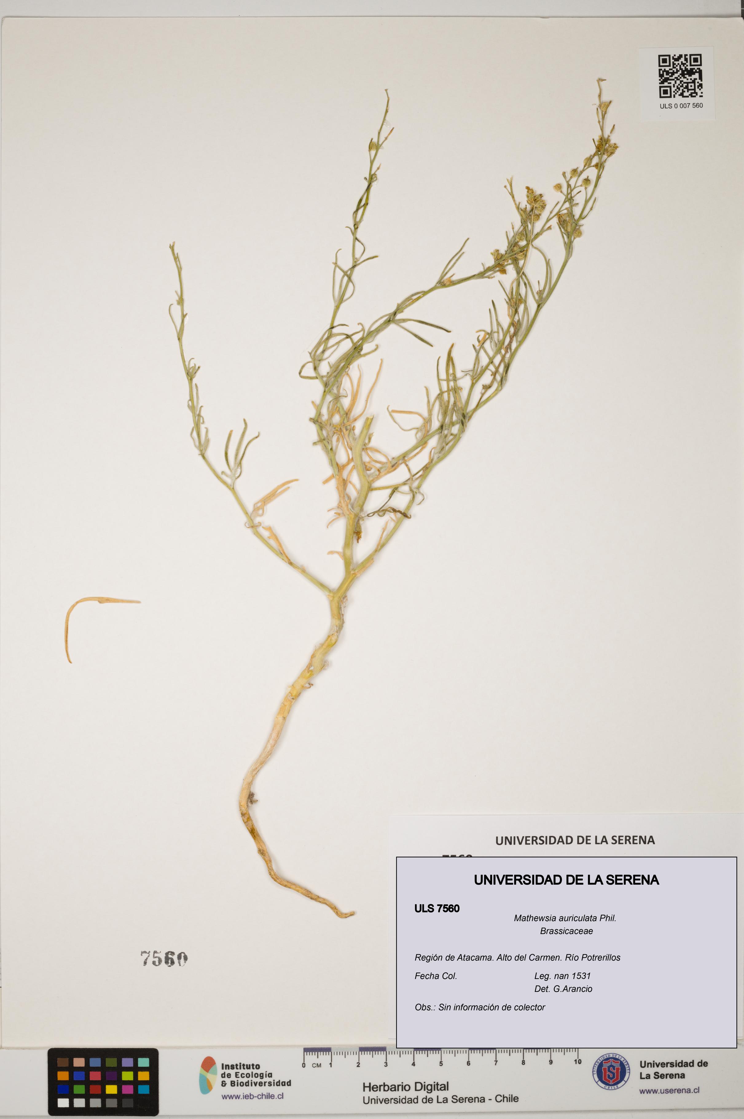 Mathewsia auriculata [Espécimen: ULS:ULS:0007560]