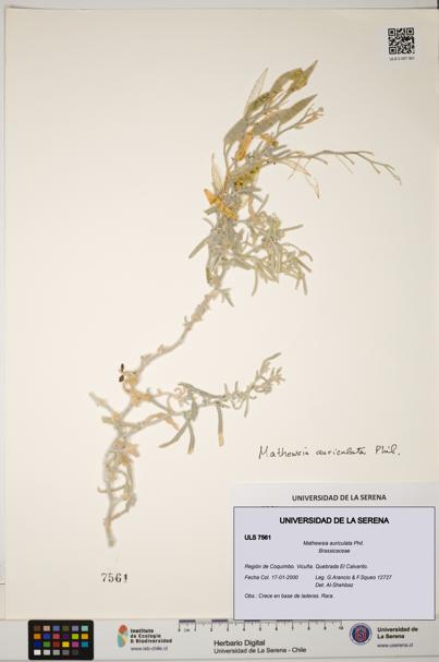 Mathewsia auriculata [Espécimen: ULS:ULS:0007561]