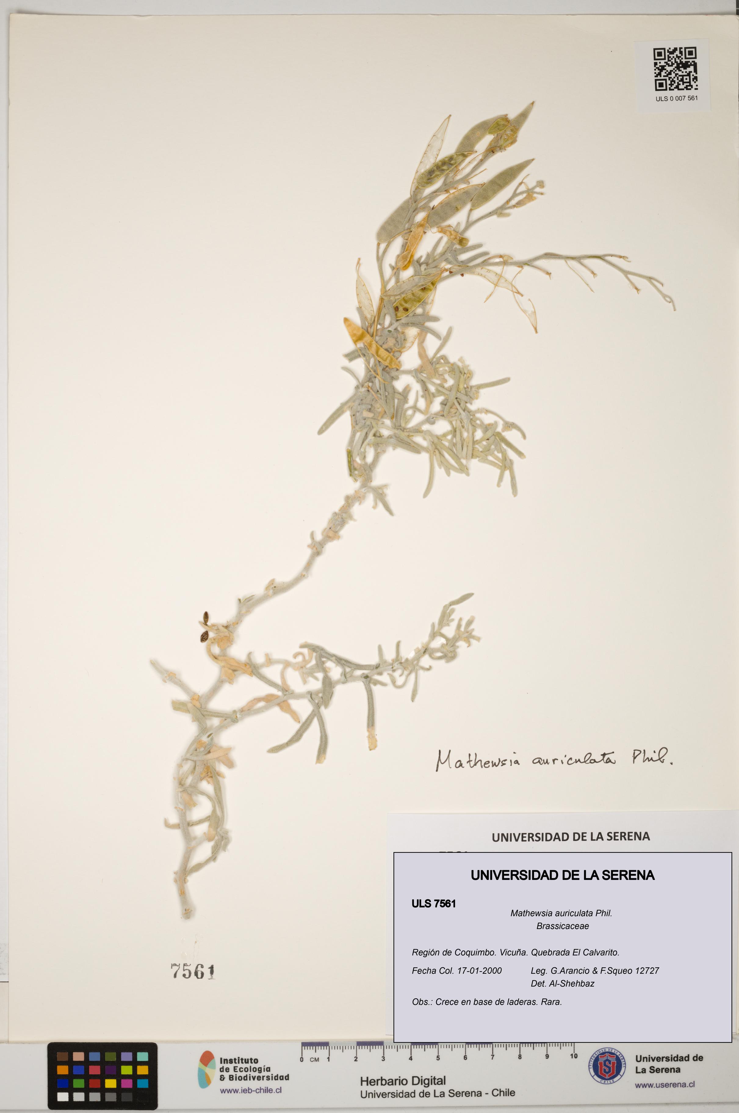 Mathewsia auriculata [Espécimen: ULS:ULS:0007561]