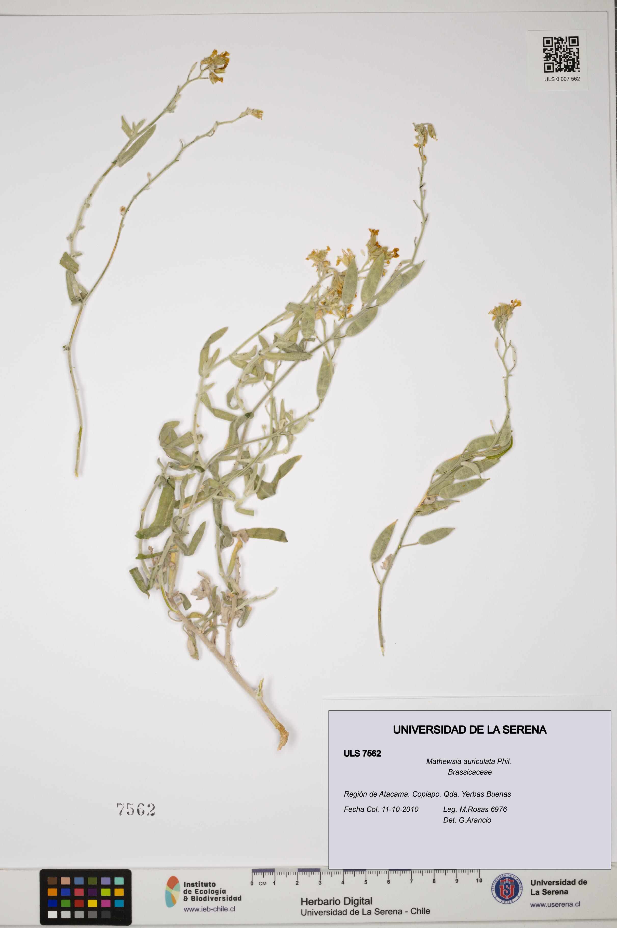 Mathewsia auriculata [Espécimen: ULS:ULS:0007562]