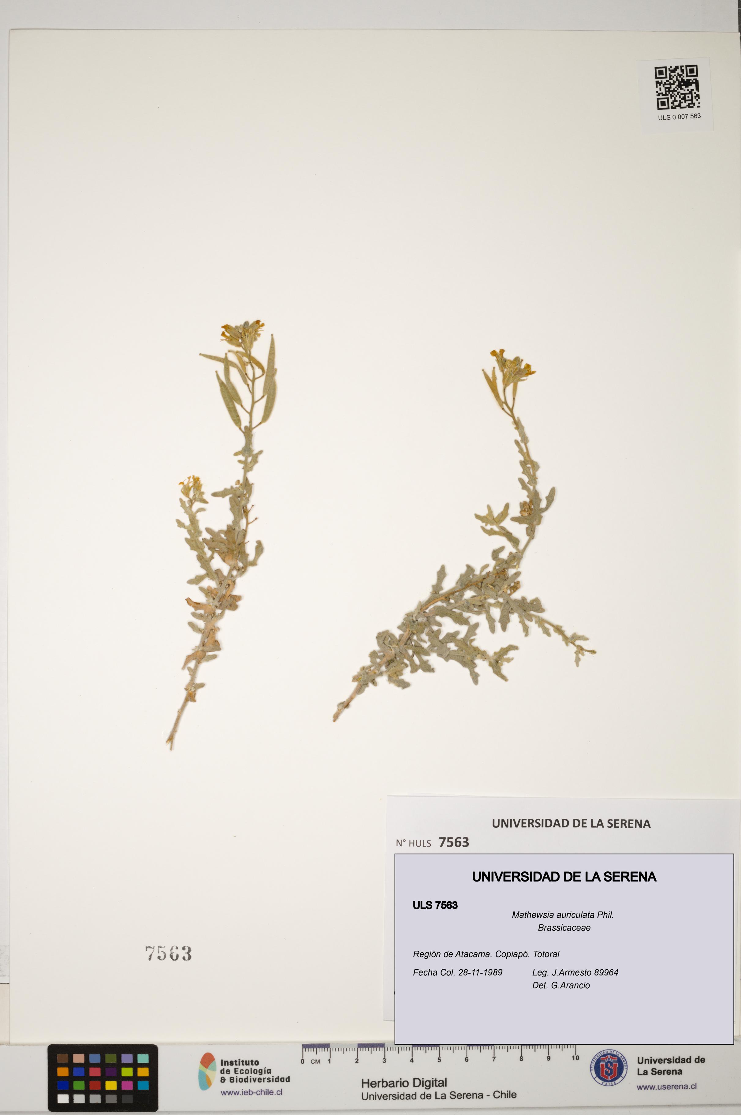 Mathewsia auriculata [Espécimen: ULS:ULS:0007563]