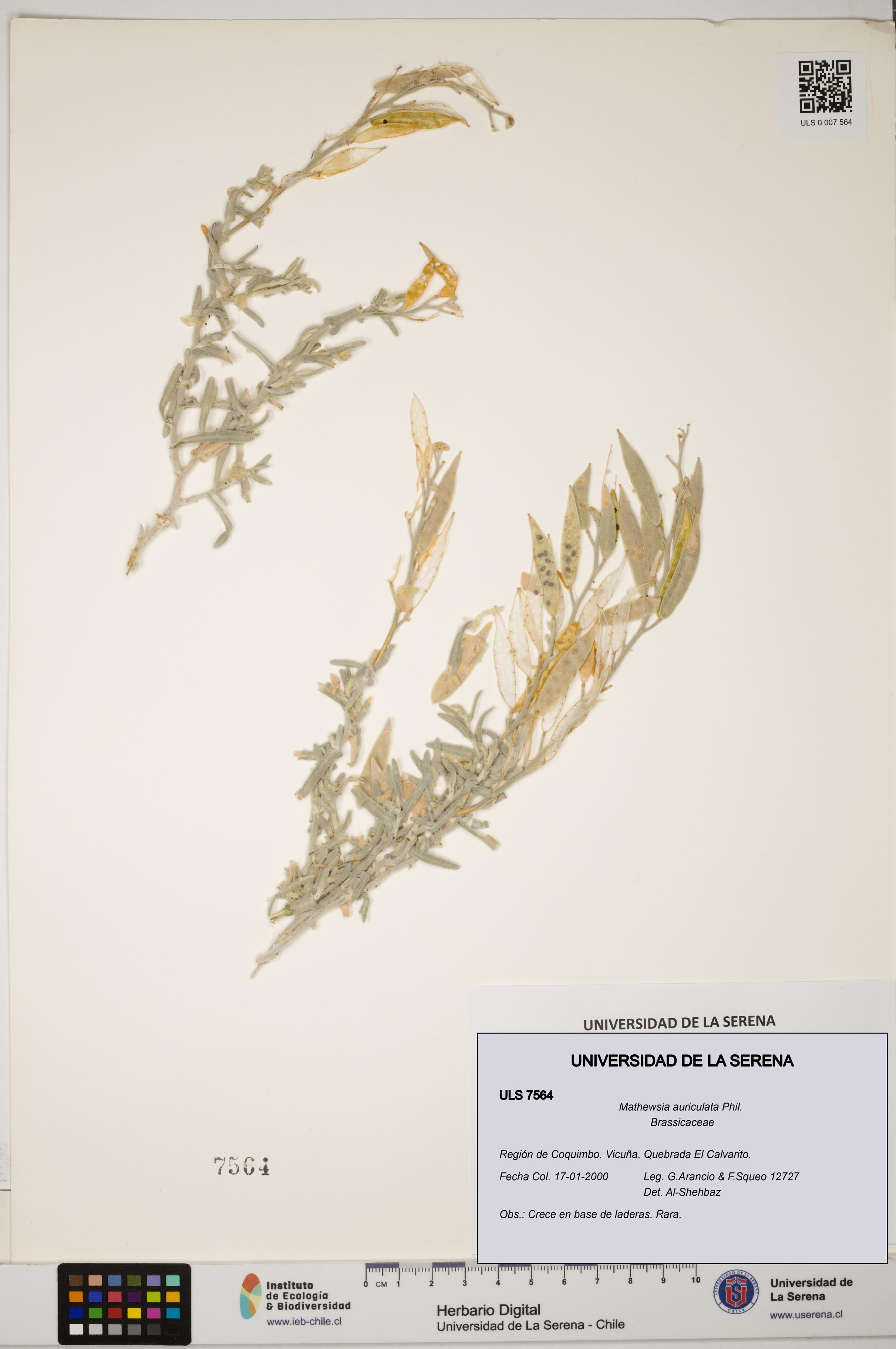 Mathewsia auriculata [Espécimen: ULS:ULS:0007564]