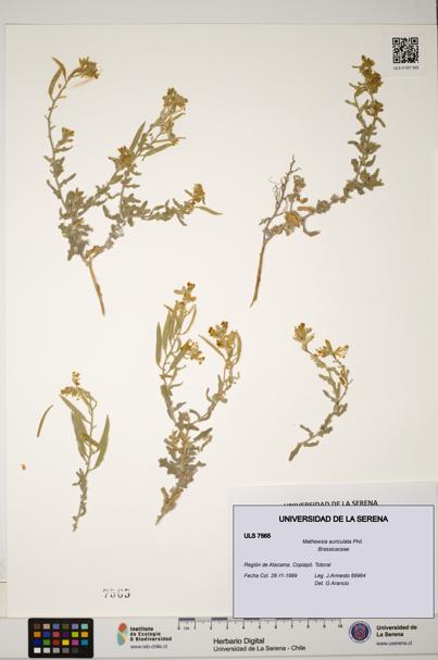 Mathewsia auriculata [Espécimen: ULS:ULS:0007565]