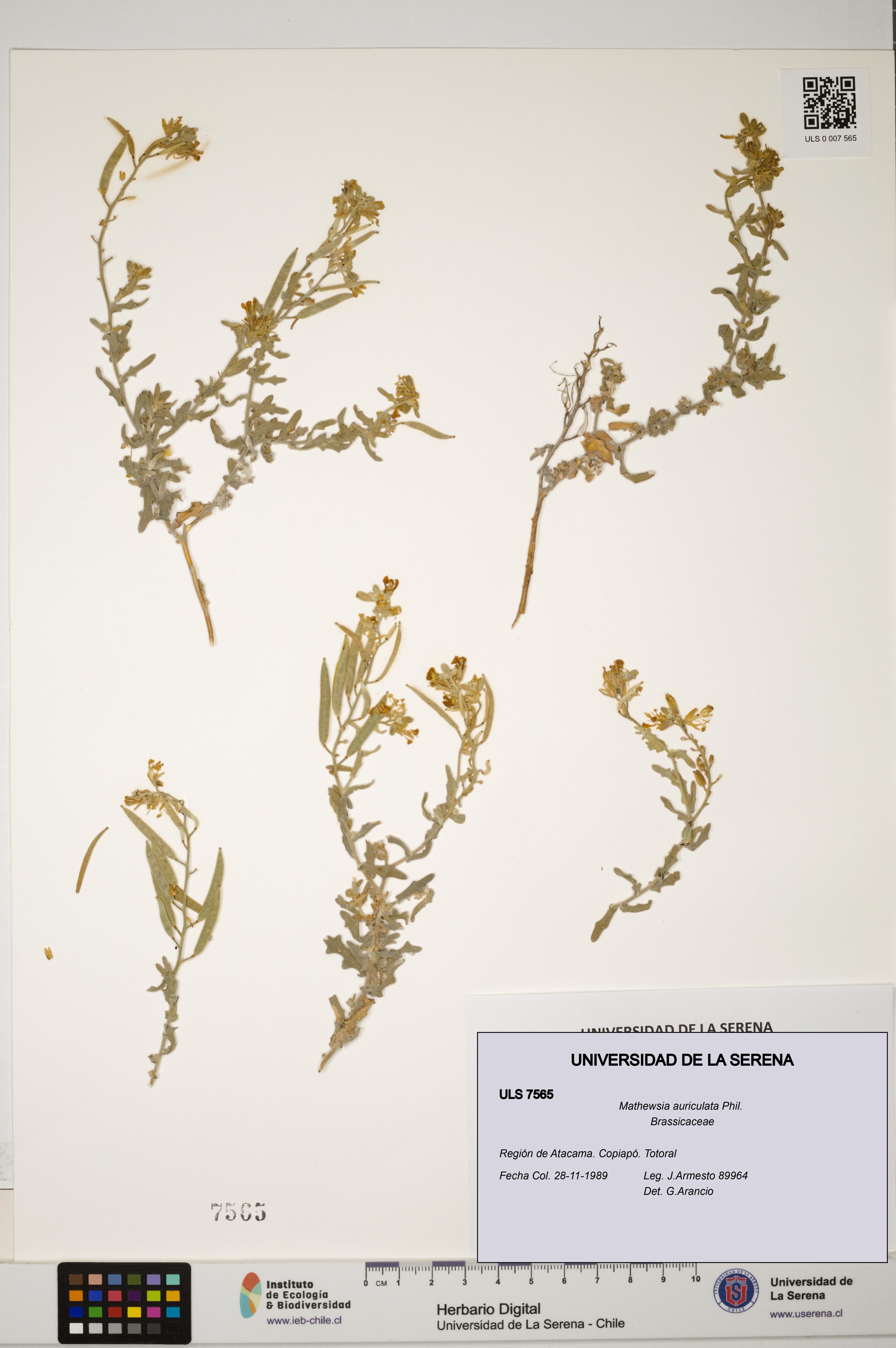 Mathewsia auriculata [Espécimen: ULS:ULS:0007565]