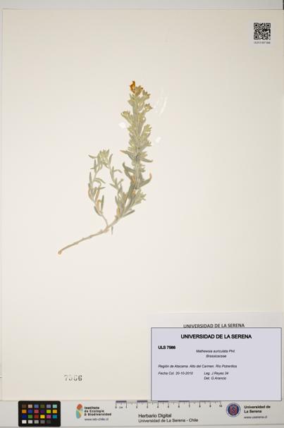 Mathewsia auriculata [Espécimen: ULS:ULS:0007566]