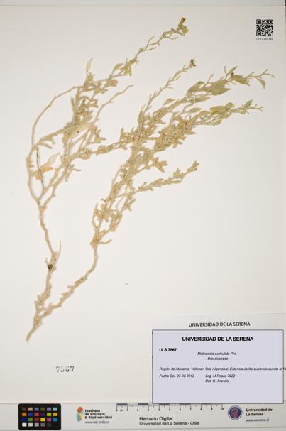 Mathewsia auriculata [Espécimen: ULS:ULS:0007567]