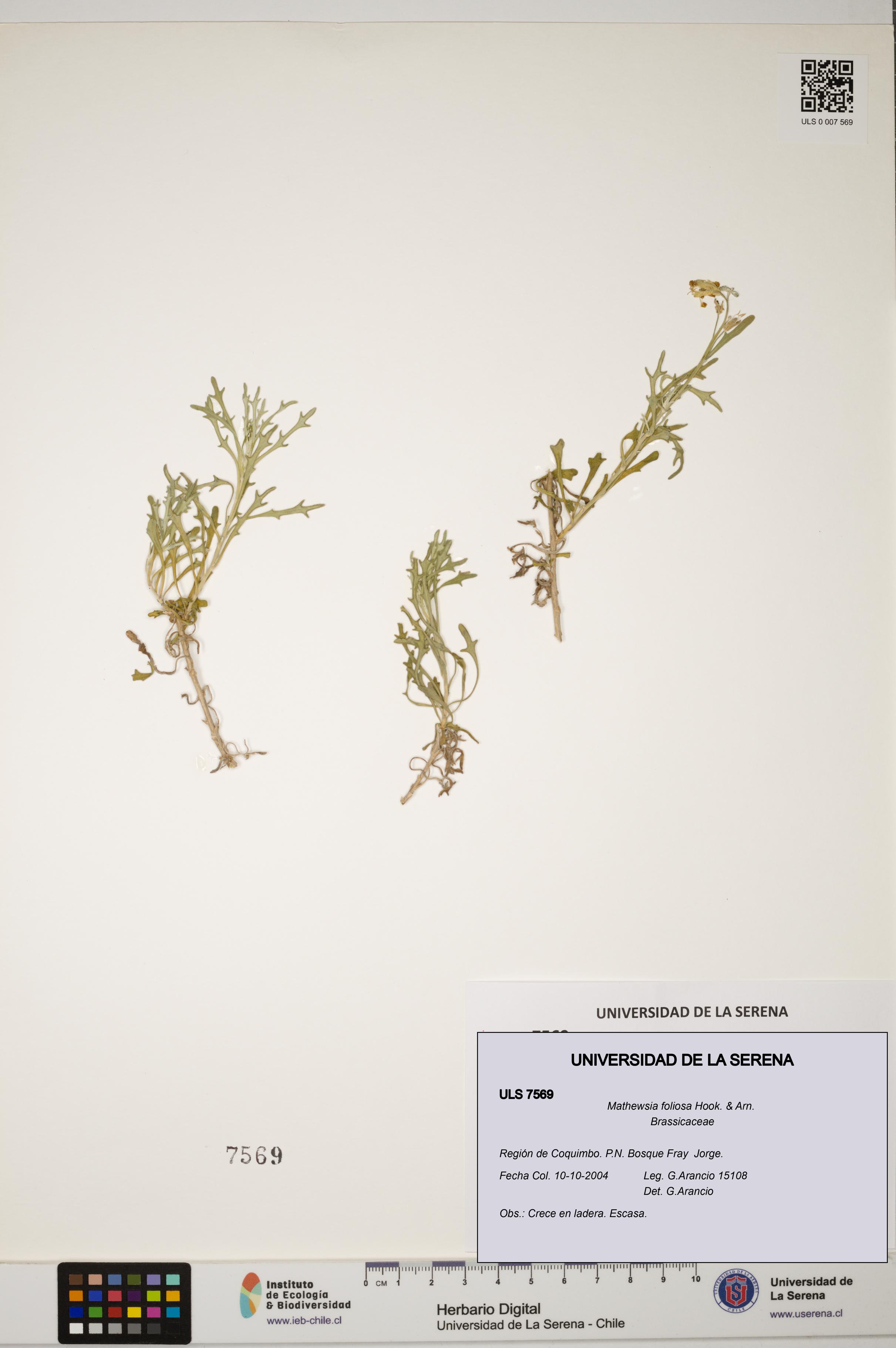 Mathewsia foliosa [Espécimen: ULS:ULS:0007569]