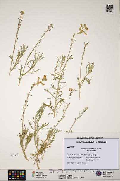 Mathewsia foliosa [Espécimen: ULS:ULS:0007570]