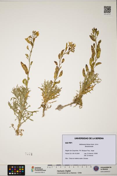Mathewsia foliosa [Espécimen: ULS:ULS:0007571]