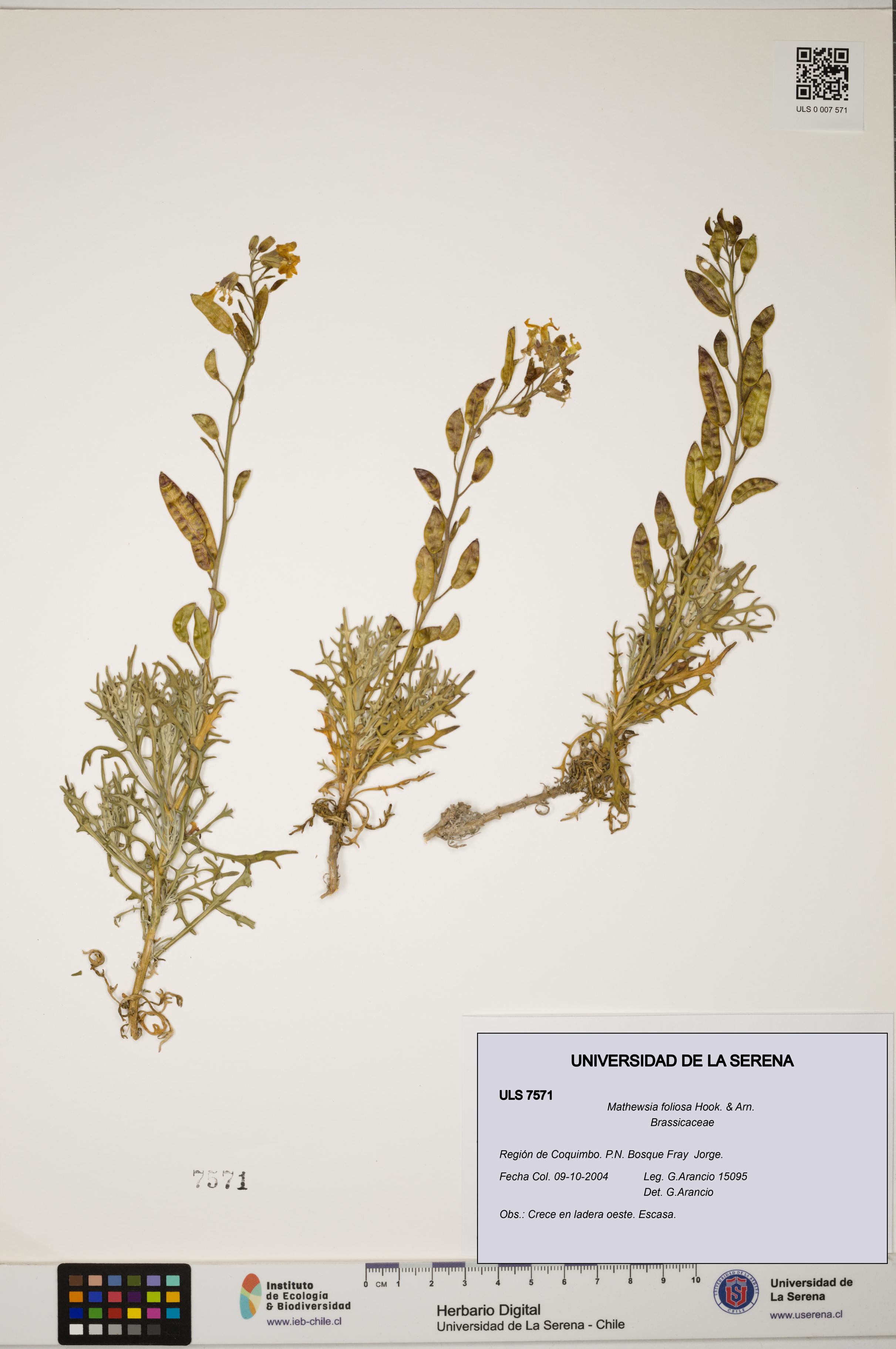 Mathewsia foliosa [Espécimen: ULS:ULS:0007571]