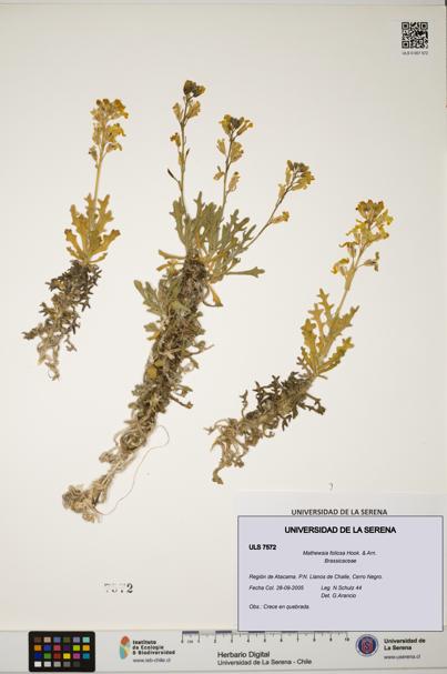 Mathewsia foliosa [Espécimen: ULS:ULS:0007572]
