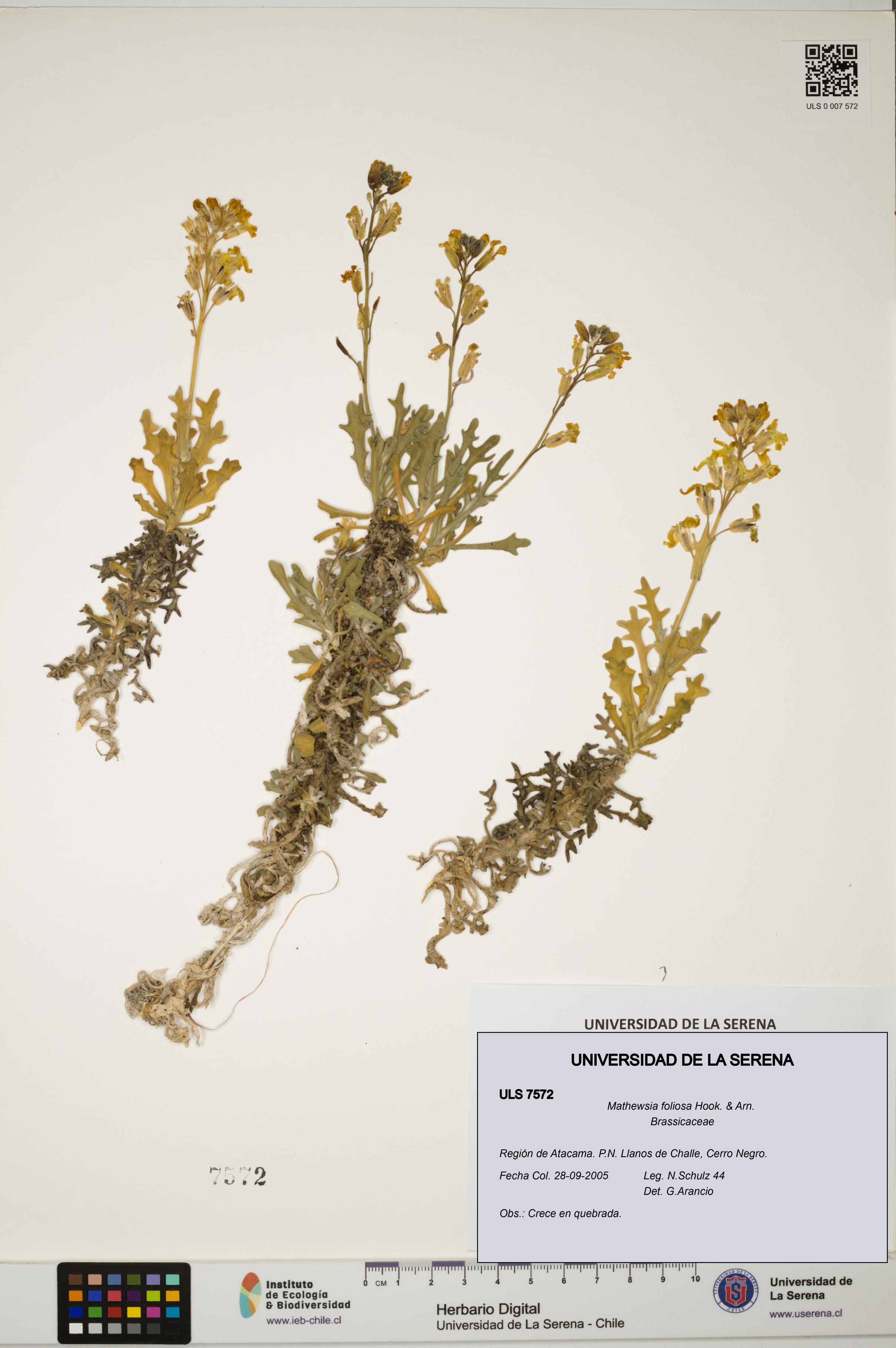 Mathewsia foliosa [Espécimen: ULS:ULS:0007572]