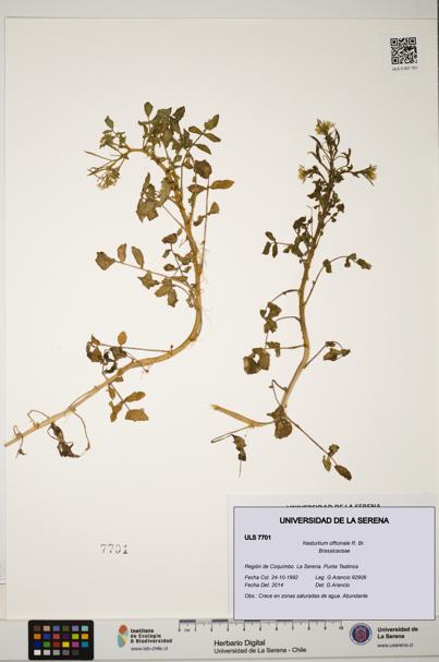 Nasturtium officinale [Espécimen: ULS:ULS:0007701]